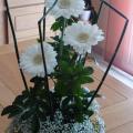 ou gerbera.....