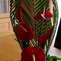 Les anthuriums